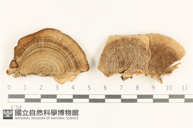 登錄號:F0019989藏品圖，第1張
