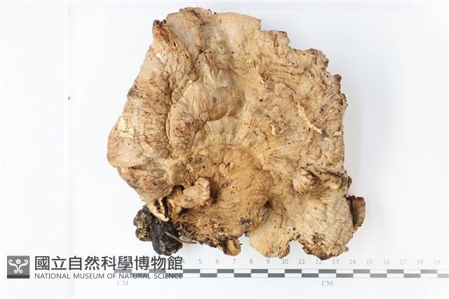 登錄號:F0028689藏品圖，第1張