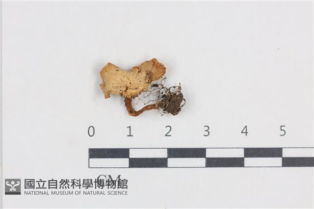 濕傘屬藏品圖，第1張