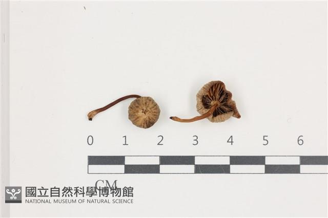 登錄號:F0036689藏品圖，第1張