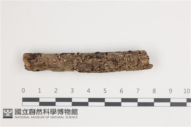 登錄號:F0035689藏品圖，第1張