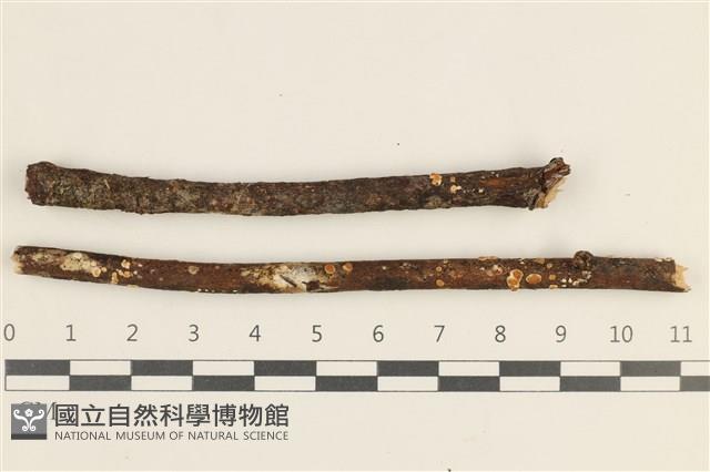 登錄號:F0038489藏品圖，第1張