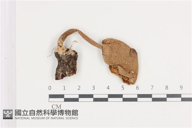 登錄號:F0036489藏品圖，第1張