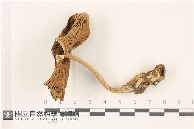登錄號:F0037489藏品圖，第1張