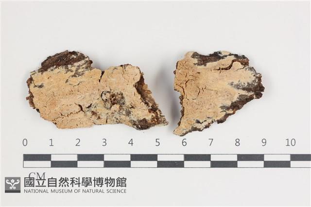 登錄號:F0035489藏品圖，第1張