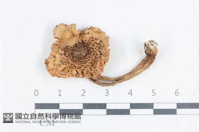 Accession Number:F0038789 Collection Image, Figure 1, Total 3 Figures