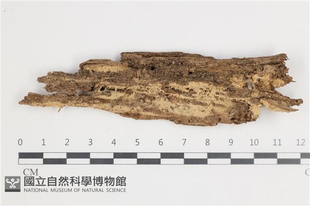 登錄號:F0035789藏品圖，第1張