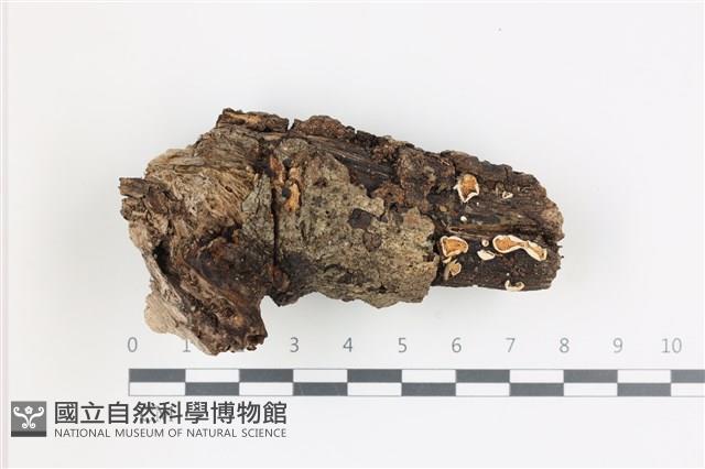 登錄號:F0036589藏品圖，第1張