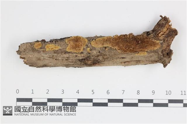 登錄號:F0035589藏品圖，第1張