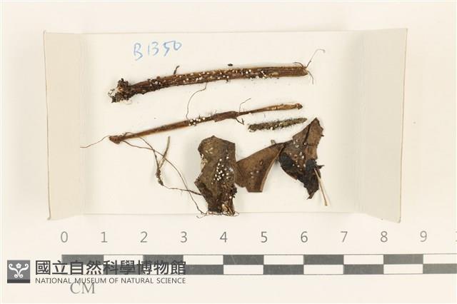 登錄號:F0018189藏品圖，第1張