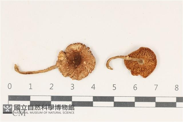 登錄號:F0038189藏品圖，第1張
