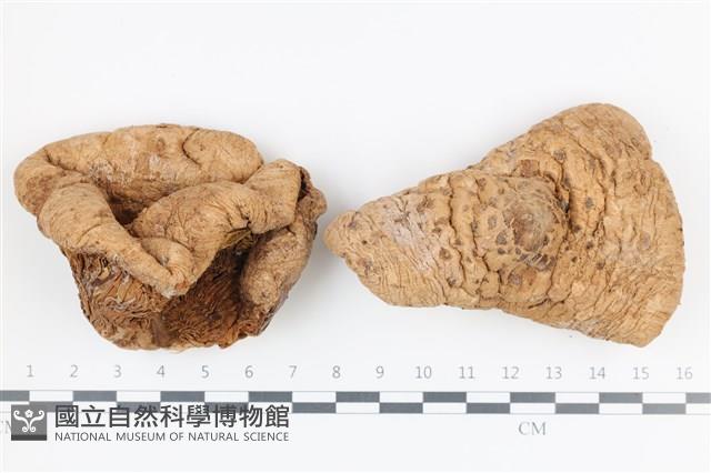 登錄號:F0036189藏品圖，第1張