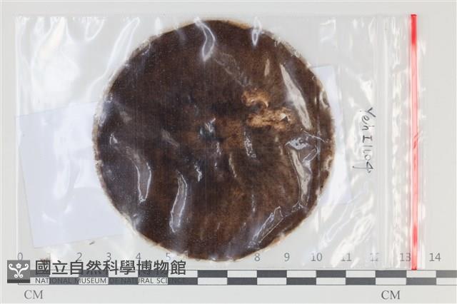 登錄號:F0035189藏品圖，第1張