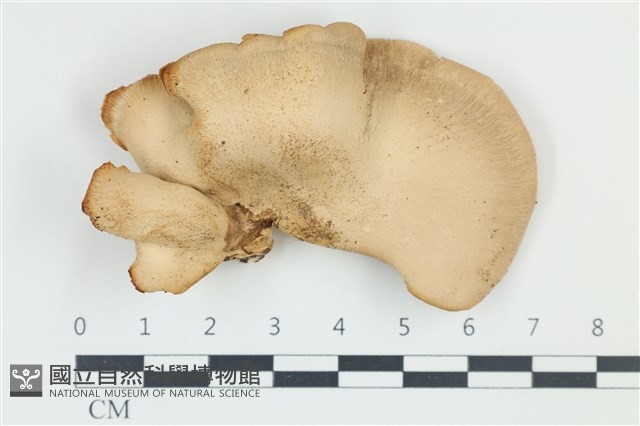登錄號:F0039189藏品圖，第1張