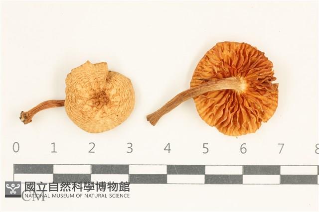 登錄號:F0038089藏品圖，第1張