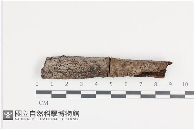 Accession Number:F0036089 Collection Image, Figure 1, Total 2 Figures