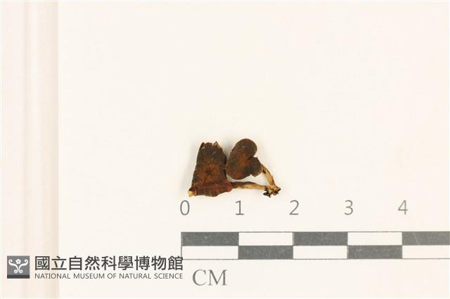 登錄號:F0037089藏品圖，第1張