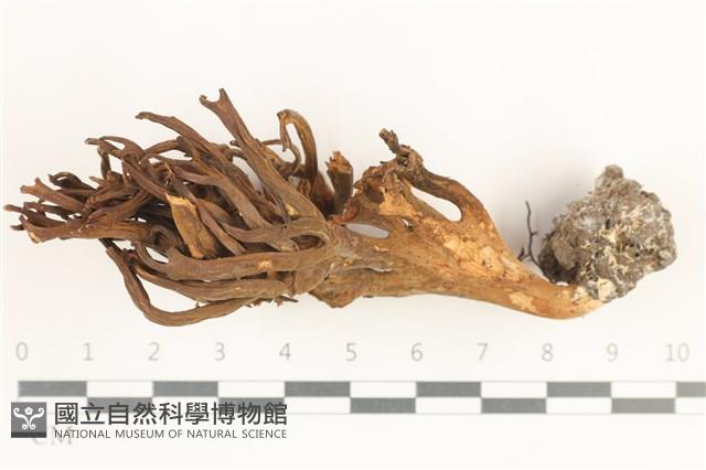 登錄號:F0038389藏品圖，第1張