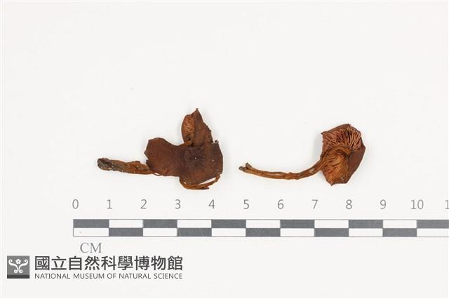 登錄號:F0036389藏品圖，第1張