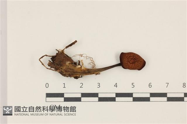 登錄號:F0037389藏品圖，第1張