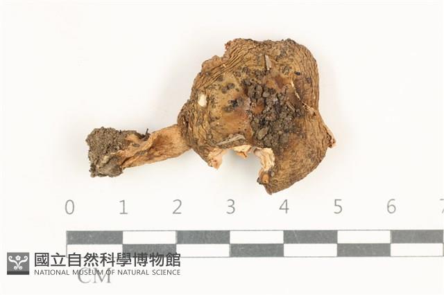 紅菇屬藏品圖，第1張