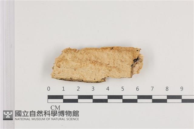 登錄號:F0036239藏品圖，第1張