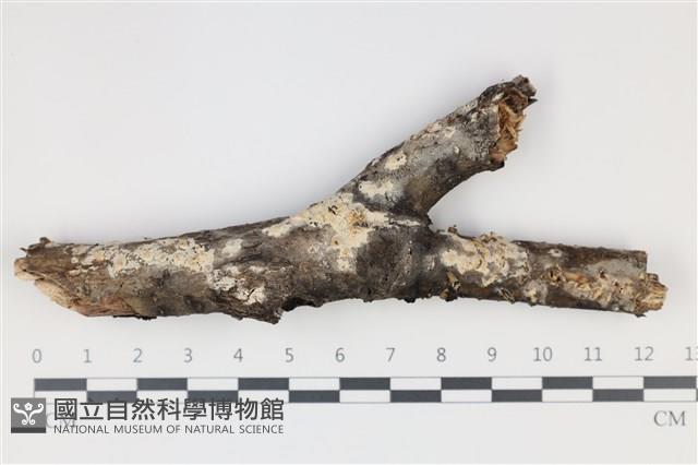 剛毛絲皮菌藏品圖，第1張