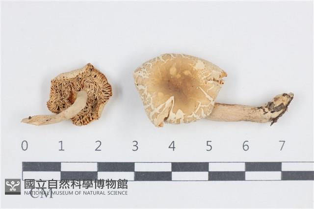 登錄號:F0038839藏品圖，第1張