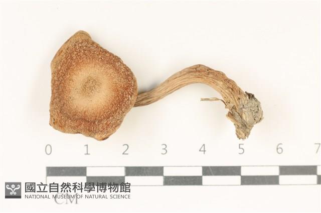 登錄號:F0037839藏品圖，第1張