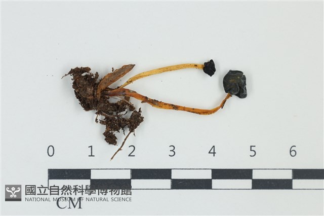登錄號:F0038939藏品圖，第1張