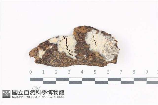 絲齒菌屬藏品圖，第1張