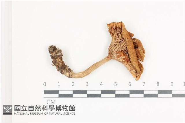 登錄號:F0036639藏品圖，第1張