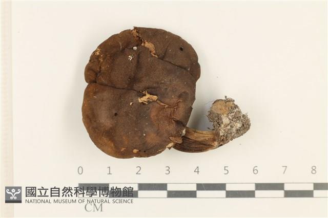 館號:F0037639藏品圖，第1張