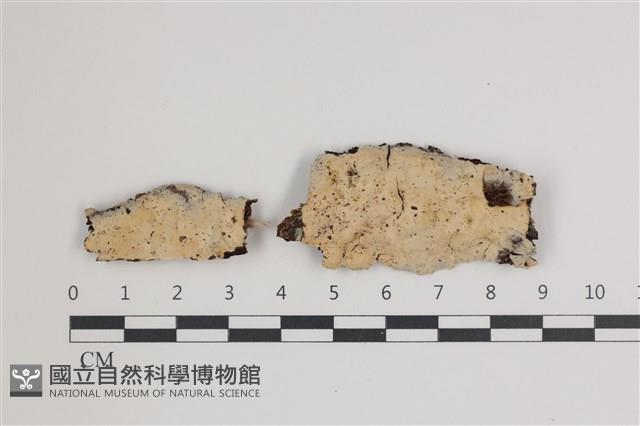 登錄號:F0035639藏品圖，第1張