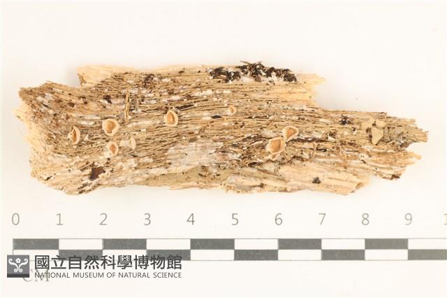 登錄號:F0038439藏品圖，第1張