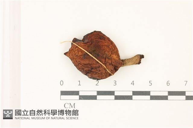 登錄號:F0037439藏品圖，第1張