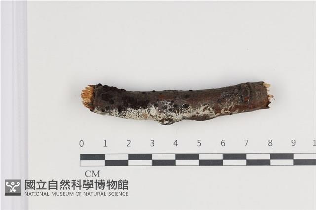 剛毛絲皮菌藏品圖，第1張