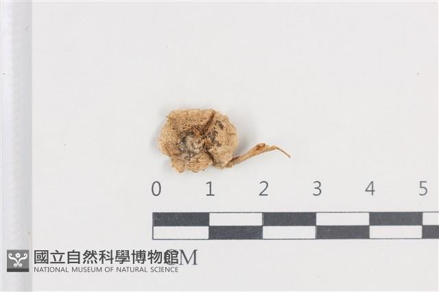 登錄號:F0038739藏品圖，第1張