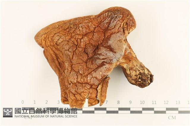登錄號:F0036739藏品圖，第1張