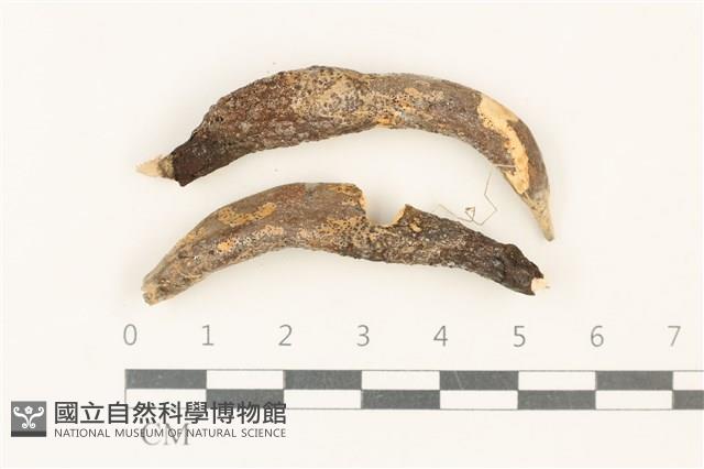 登錄號:F0037739藏品圖，第1張
