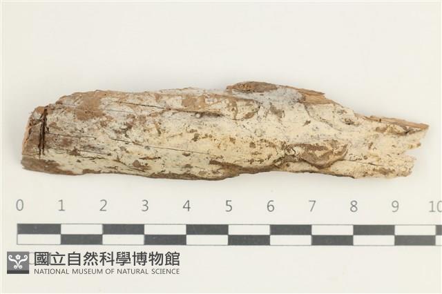 登錄號:F0038539藏品圖，第1張