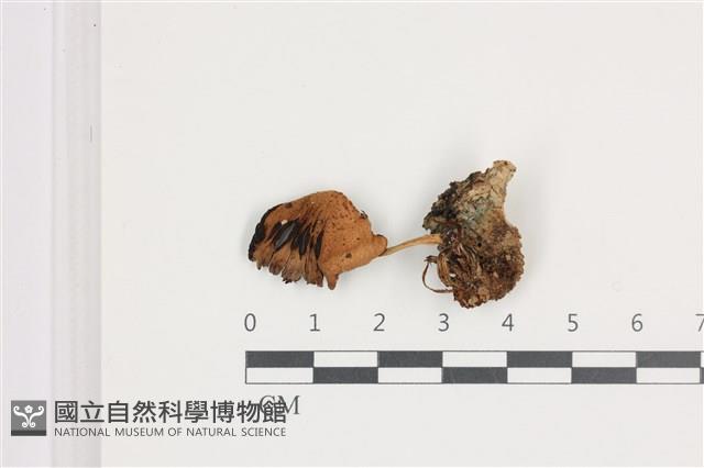 登錄號:F0036539藏品圖，第1張