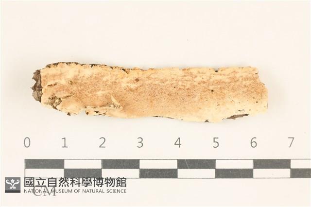 登錄號:F0017539藏品圖，第1張