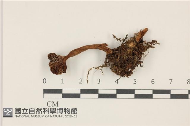 登錄號:F0037539藏品圖，第1張