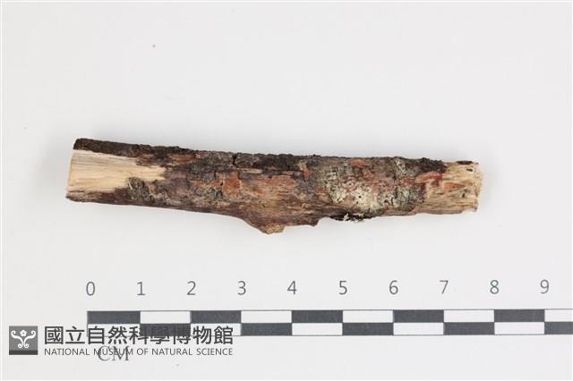 登錄號:F0035539藏品圖，第1張