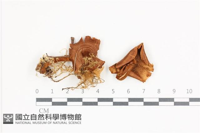 集毛菌屬藏品圖，第1張