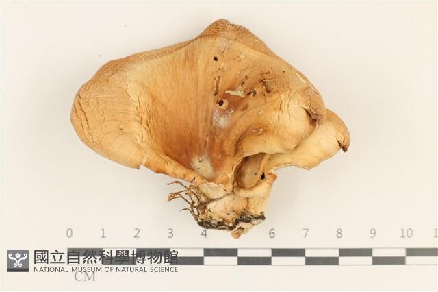 登錄號:F0037139藏品圖，第1張