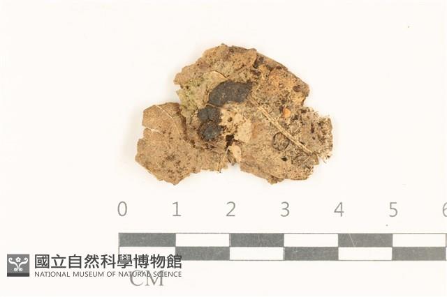 小皮傘屬藏品圖，第1張