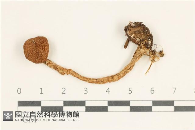 登錄號:F0038039藏品圖，第1張