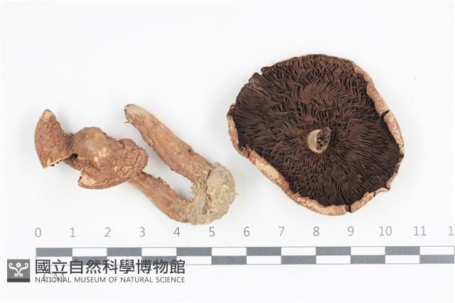 傘菌屬藏品圖，第1張